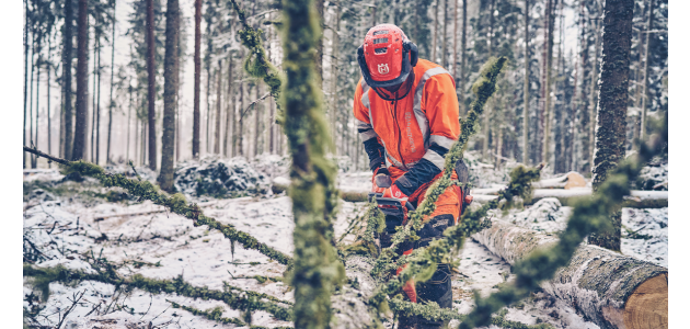 Det bedste tidspunkt at f&aelig;lde et tr&aelig;