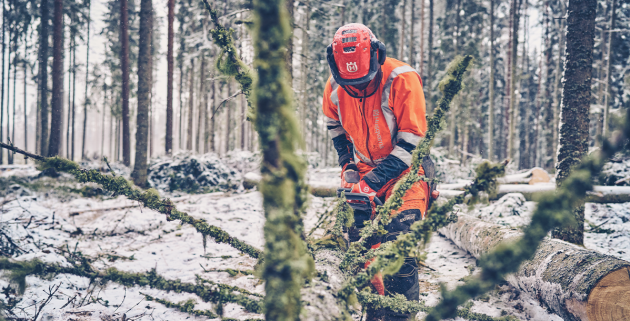 Det bedste tidspunkt at f&aelig;lde et tr&aelig;